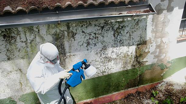 Trusted Crawl Space Mold Removal service in Saugus, MA - Cheap Mold Removal